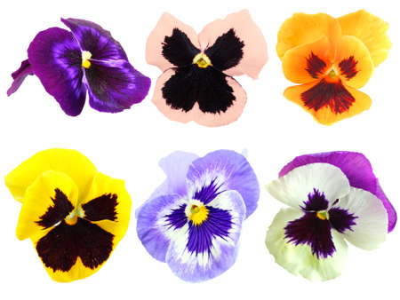 Set of motley pansy flowers. Isolated on white background. Close-up. Studio photography.
の写真素材