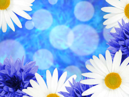 Abstract background with group of daisies and cornflowers on blue bokeh backdrop. Close-up. Studio photography.の写真素材