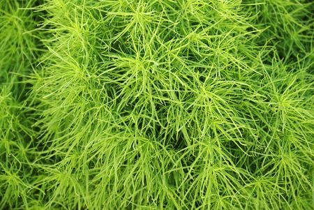 Abstract tropical green plant background.の写真素材