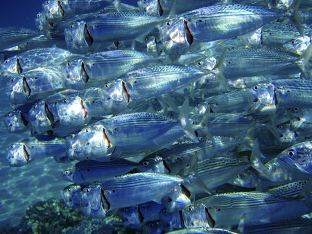 Very close photo of fish school. Coral reef, Red Sea.の写真素材