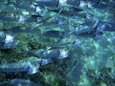 Underwater close up of fish school feeding. Red Sea, Egypt.の写真素材