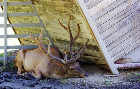 Tired deer laying on earth in shadow. Hot day at zoo.の写真素材