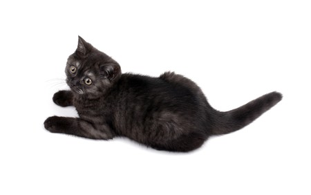 Cute black britain kitty isolated on white background.の写真素材