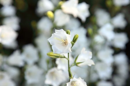 White bell-flower on the summer meadow. Selective focus.の写真素材