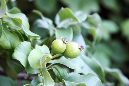 Small green pears on tree in garden, selective focus.の写真素材