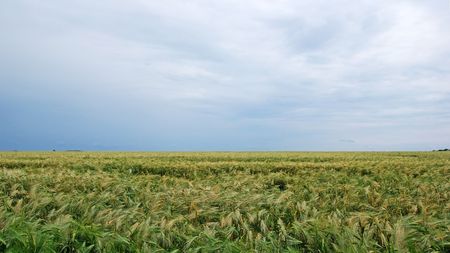 Field of rye landscape. Dramatic summer weatherの写真素材