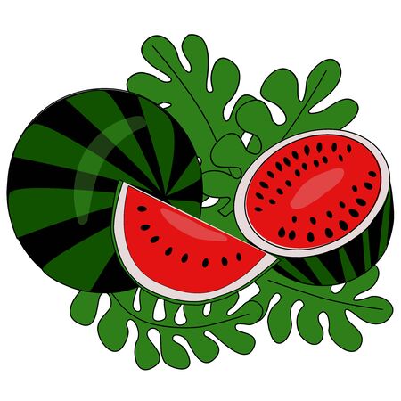 Image of watermelons, whole and halves with leaves, vector graphics on a white background.のイラスト素材