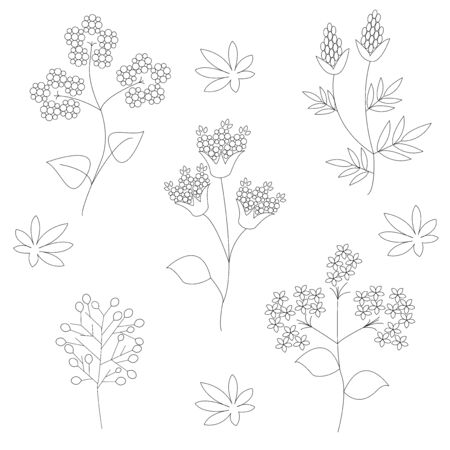 A set of wild flowers on a white background in vector graphics. Medicinal plant. For coloring books, Botanical illustrations, wrapping paper, textiles, postcards, posters, kitchen supplies, tattoosの写真素材