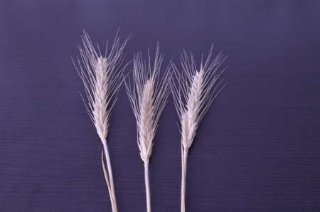 three dry spikelets of breadの写真素材