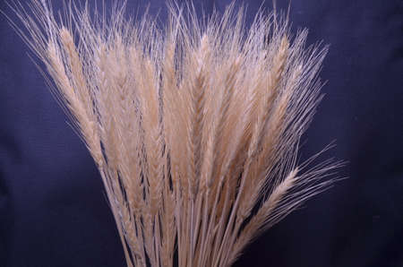 ears on a black backgroundの写真素材