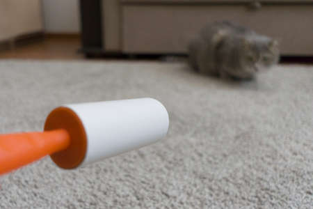 sticky roller cleans the carpet from cat hairの写真素材