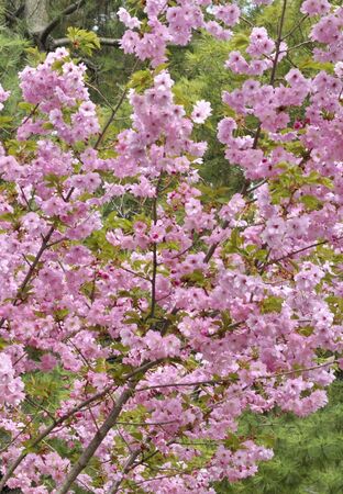 Beautiful tree in spring timeの写真素材