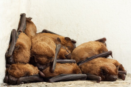 Small bat colony slleping in the corner of a balconyの写真素材