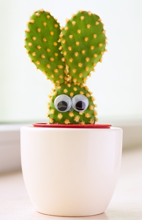 Closeup of a small cactus in shape of a bunnyの写真素材