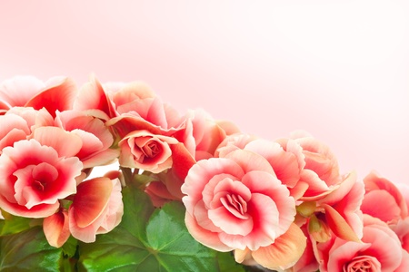 Closeup of Begonia Elatior flower against white backgroundの写真素材