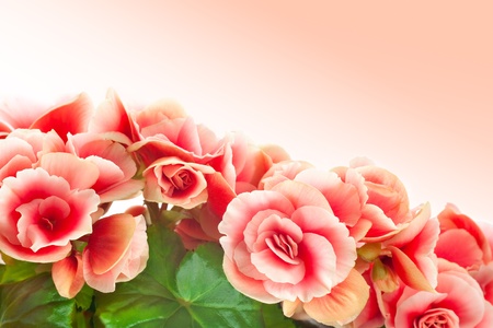 Closeup of Begonia Elatior flower against white backgroundの写真素材