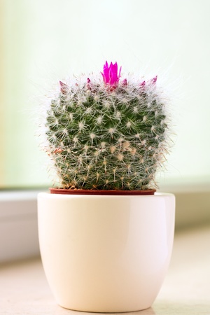 Closeup of a cactus with pink flower ina a potの写真素材