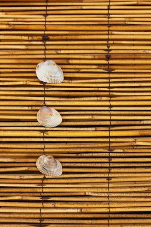 Three seashells on bamboo textureの写真素材