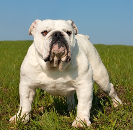 Beautiful white male english bulldog standing in the grassの写真素材