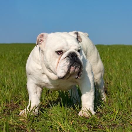 Beautiful white male english bulldog standing in the grassの写真素材