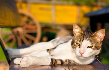 Domestic ï¿½r pet cat  lying in the sun on a wooden bench の写真素材