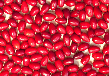 Red cornels or cornelian cherry closeupの写真素材
