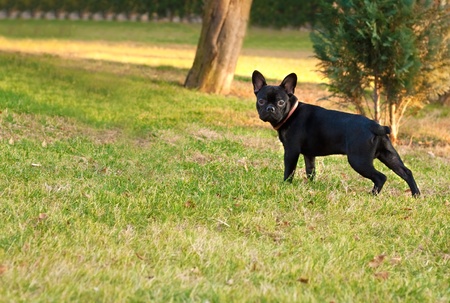 Young,black  french bulldog(six months old) standing on grassの写真素材