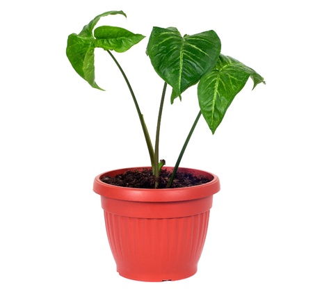 Syngonium podophyllum,Nephthytis or Arrowhead House Plant isolated on white backgroundの写真素材