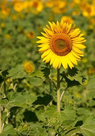 Beautiful landscape with sunflower    Helianthus annuus  field の写真素材
