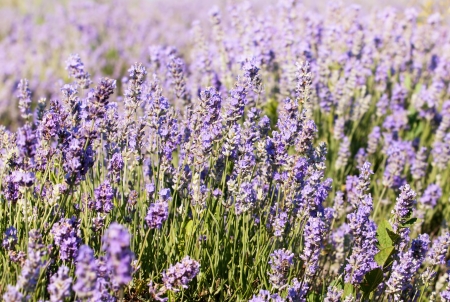 Beautiful detail of a lavender flowers field.scented flowers in the lavender fields of the Veliki Preslav region in Bulgariaの写真素材