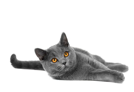 Beautiful domestic gray or blue British short hair cat with yellow eyes  on a white backgroundの写真素材