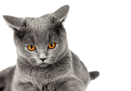Beautiful domestic gray or blue British short hair cat with yellow eyes  on a white backgroundの写真素材