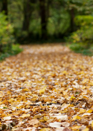 Pathway through the autumn forest.Very shallow DOFの写真素材