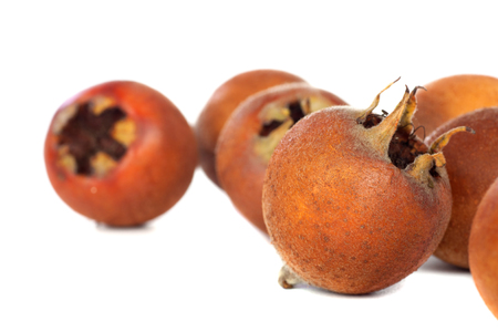 MEDLAR or MISPEL  MESPILUS GERMANICA  autumn fruits over white の写真素材