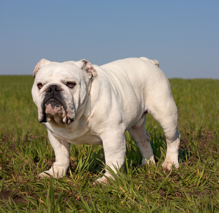 Beautiful champion male english bulldog  disambiguation, pure breed standing in the grassの写真素材