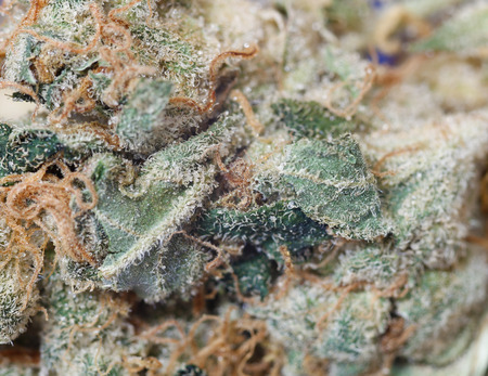 Macro shot of dried marijuana bud with trichomes.Shallow DOFの写真素材