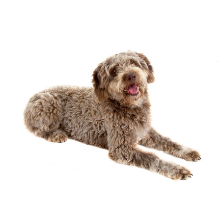 Lagotto romagnolo dog, pure breed isolated on white backgroundの写真素材
