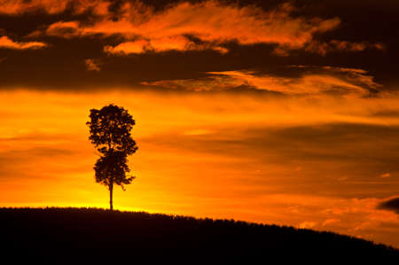 Trees on the mountainの写真素材