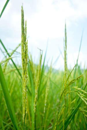 Rice in Thailand の写真素材
