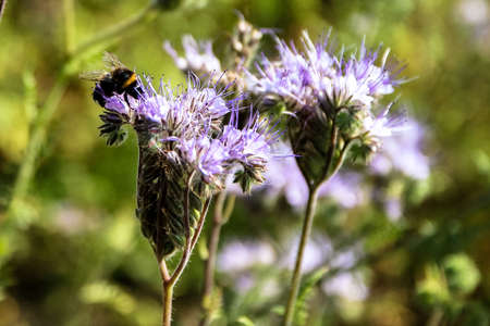 Bee flying on a pink meadow flowerの写真素材