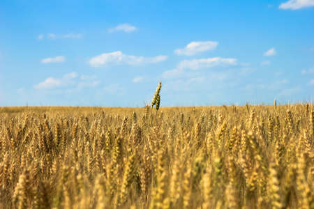 background of yellow ears on the beautiful golden wheat field with two aers standing outの写真素材