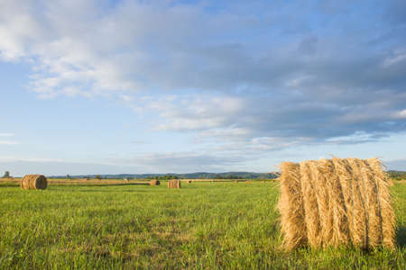 Agriculture background - Hay bales on field in summerの写真素材