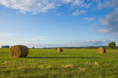 Agriculture background - Hay bales on field in summerの写真素材