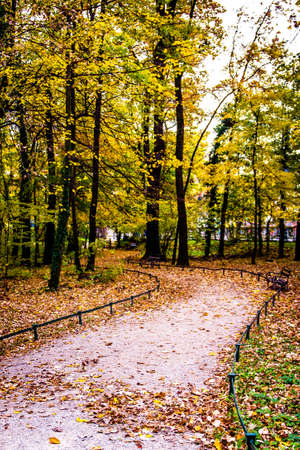 Park in autumn, path covered with leavesの写真素材