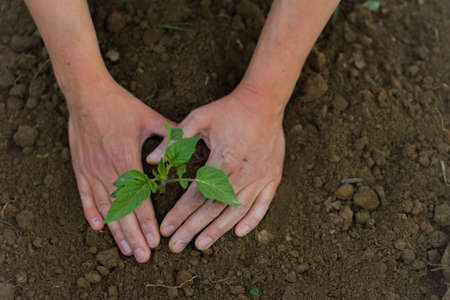 Hands making heart shape around plant. Planting and growing gardenの写真素材