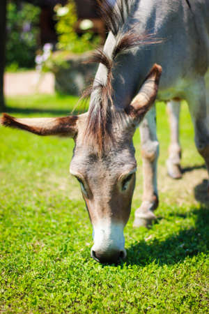 Donkey eating grass close-up