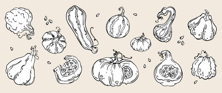 A beautifully handdrawn and carefully crafted assortment of decorative gourds and squashのイラスト素材