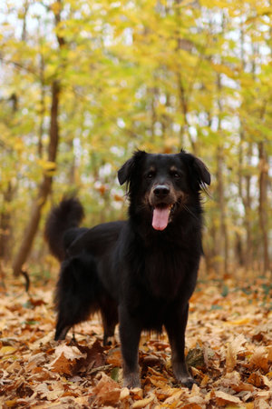 the dog is enjoying the autumn.の写真素材