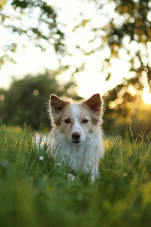 Cute mixed breed dog in grass looking at camera on meadow in sunset lights. Portrait of dog in evening summer sunlightの写真素材