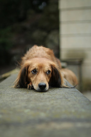 cute dog has his head down. He looks into the camera and waits for the command to leave.の写真素材
